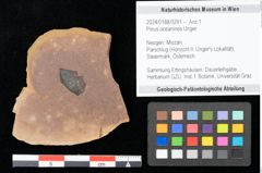 Foto (Objekt + Etikett) von Pinus oceanines Unger (NHMW-GEO-2024-0188-0291)